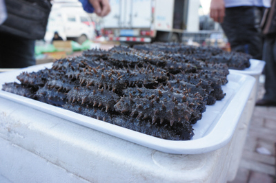 別讓大連海參成為第二只對(duì)蝦